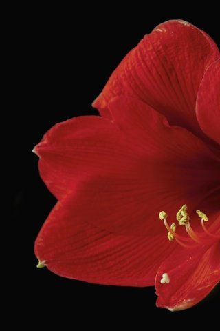 Обои макро, цветок, красный, черный фон, гиппеаструм, macro, flower, red, black background, there разрешение 2048x1403 Загрузить