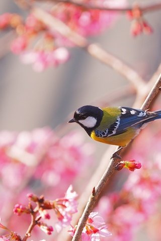 Обои птица, весна, сакура, синица, bird, spring, sakura, tit разрешение 2048x1312 Загрузить