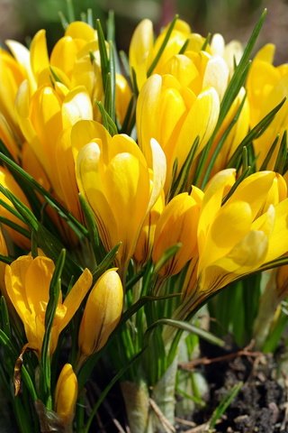 Обои весна, желтые, крокусы, spring, yellow, crocuses разрешение 2232x1484 Загрузить