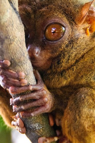 Обои глаза, ветка, примат, долгопят, eyes, branch, the primacy of, tarsier разрешение 1920x1200 Загрузить