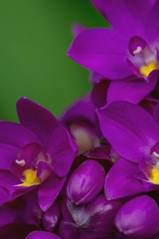 Обои макро, лепестки, лиловый, орхидея, macro, petals, purple, orchid разрешение 2000x1356 Загрузить