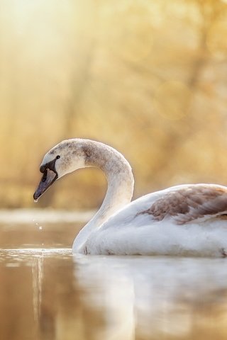Обои озеро, природа, птица, лебедь, lake, nature, bird, swan разрешение 2048x1221 Загрузить