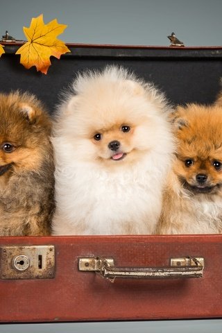 Обои щенки, чемодан, шпицы, puppies, suitcase, spitz разрешение 2800x1810 Загрузить