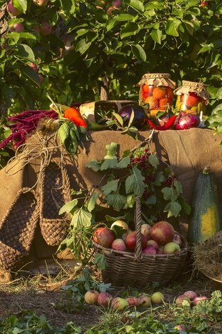 Обои яблоки, сад, лук, урожай, овощи, капуста, кабачки, яблони, apples, garden, bow, harvest, vegetables, cabbage, zucchini, apple разрешение 2400x1600 Загрузить