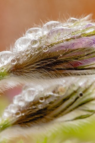 Обои макро, капли, бутон, весна, анемон, сон-трава, прострел, macro, drops, bud, spring, anemone, sleep-grass, cross разрешение 2048x1330 Загрузить