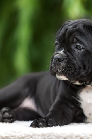 Обои мордочка, взгляд, собака, щенок, порода, кане-корсо, muzzle, look, dog, puppy, breed, cane corso разрешение 2600x1601 Загрузить