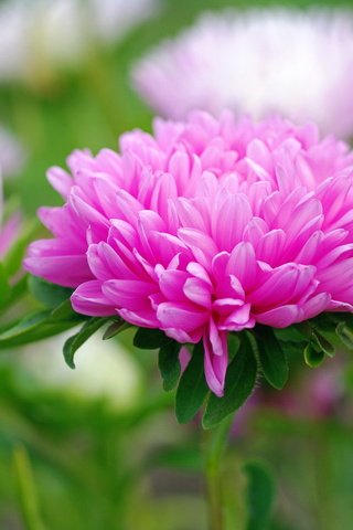 Обои цветы, макро, розовые, белые, астры, flowers, macro, pink, white, asters разрешение 2232x1484 Загрузить