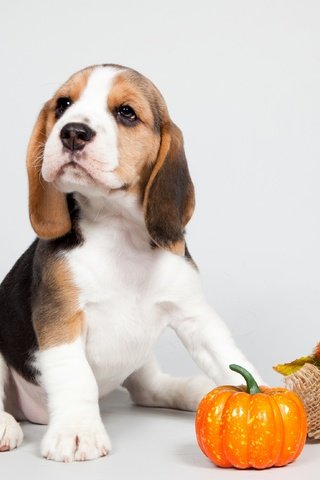 Обои щенок, уши, порода, тыква, бигль, puppy, ears, breed, pumpkin, beagle разрешение 3300x2211 Загрузить