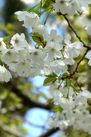 Обои ветка, дерево, цветение, весна, вишня, branch, tree, flowering, spring, cherry разрешение 2048x1364 Загрузить