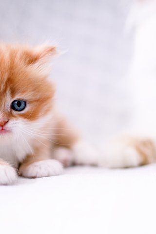 Обои кошка, взгляд, котенок, рыжий котенок, cat, look, kitty, ginger kitten разрешение 1980x1320 Загрузить