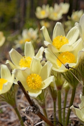 Обои цветы, макро, весна, анемон, flowers, macro, spring, anemone разрешение 2400x1607 Загрузить