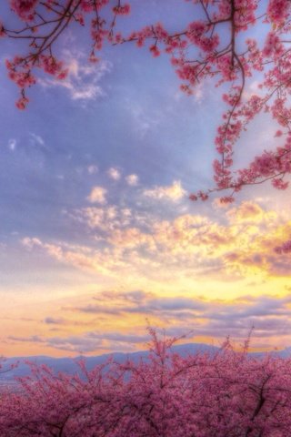 Обои небо, цветение, весна, розовый, сакура, the sky, flowering, spring, pink, sakura разрешение 2048x1365 Загрузить