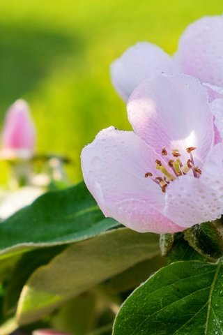 Обои макро, роса, весна, розовый, яблоня, macro, rosa, spring, pink, apple разрешение 1920x1238 Загрузить