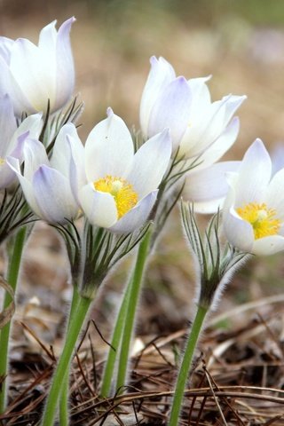 Обои весна, нежность, анемоны, сон-трава, spring, tenderness, anemones, sleep-grass разрешение 1920x1335 Загрузить