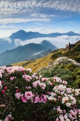 Обои цветы, облака, горы, азалия, рододендрон, flowers, clouds, mountains, azalea, rhododendron разрешение 1920x1280 Загрузить