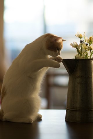 Обои цветы, кот, кошка, котенок, стол, benjamin torode, бенджамин тород, ханна, flowers, cat, kitty, table, benjamin torod, hannah разрешение 2048x1365 Загрузить