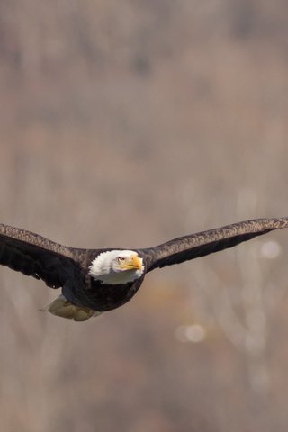 Обои полет, крылья, птица, взмах, белоголовый орлан, flight, wings, bird, stroke, bald eagle разрешение 2048x1152 Загрузить