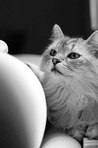 Обои кот, шерсть, кошка, смотрит, чёрно-белое, cat, wool, looks, black and white разрешение 2048x1365 Загрузить
