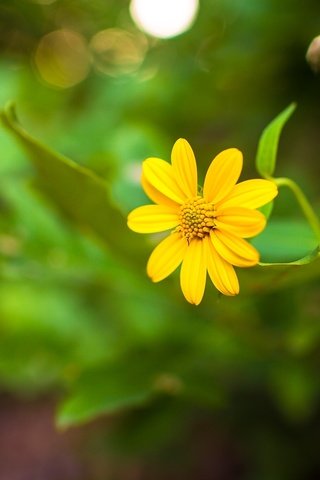 Обои желтый, цветок, фотограф, стебель, aaron woodall, yellow, flower, photographer, stem разрешение 1920x1280 Загрузить