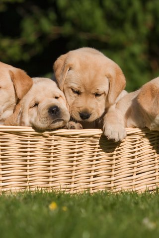 Обои трава, щенки, корзинка, собаки, grass, puppies, basket, dogs разрешение 3888x2592 Загрузить
