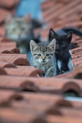 Обои глаза, взгляд, кошки, крыша, котята, eyes, look, cats, roof, kittens разрешение 1920x1200 Загрузить