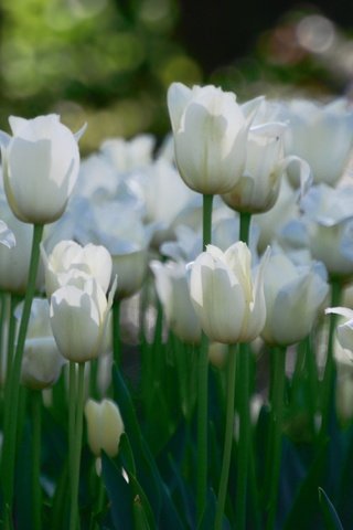 Обои цветы, тюльпаны, белые, много, flowers, tulips, white, a lot разрешение 3840x2127 Загрузить