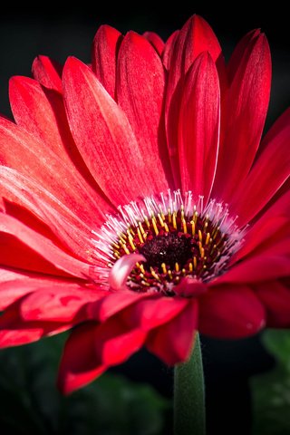 Обои макро, лепестки, гербера, macro, petals, gerbera разрешение 2048x1508 Загрузить