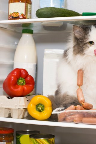 Обои кот, кошка, холодильник, продукты, перец, сосиски, cat, refrigerator, products, pepper, sausage разрешение 3600x2395 Загрузить