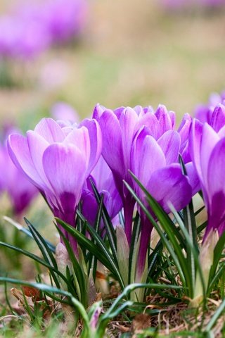 Обои цветы, природа, весна, крокусы, фиалка, flowers, nature, spring, crocuses, violet разрешение 2880x1920 Загрузить