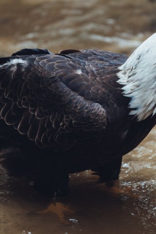 Обои вода, ручей, птица, клюв, перья, белоголовый орлан, water, stream, bird, beak, feathers, bald eagle разрешение 2400x1600 Загрузить