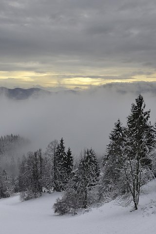 Обои деревья, горы, снег, зима, туман, trees, mountains, snow, winter, fog разрешение 1920x1280 Загрузить