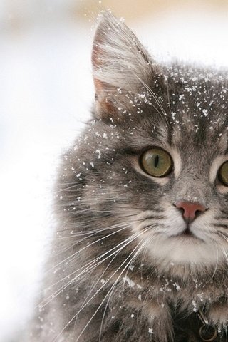 Обои глаза, снег, кот, кошка, пушистый, киска, взор, eyes, snow, cat, fluffy, pussy разрешение 1920x1200 Загрузить