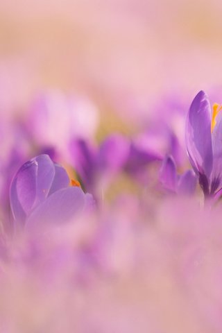 Обои цветы, природа, весна, крокусы, боке, flowers, nature, spring, crocuses, bokeh разрешение 2048x1365 Загрузить