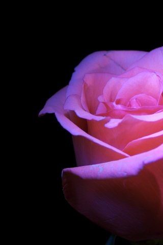 Обои цветы, фон, розы, черный, розовые, flowers, background, roses, black, pink разрешение 1920x1200 Загрузить
