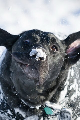 Обои снег, зима, взгляд, собака, друг, лабрадор, snow, winter, look, dog, each, labrador разрешение 2048x1363 Загрузить