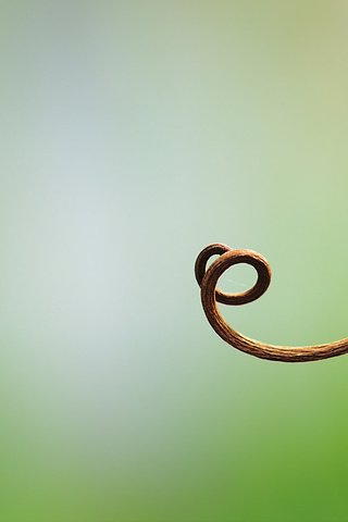 Обои природа, спираль, растение, зеленый фон, looping, tendril, усик, nature, spiral, plant, green background, mustache разрешение 1920x1273 Загрузить