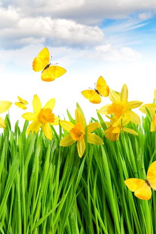 Обои цветы, трава, желтый, луг, весна, бабочки, нарциссы, flowers, grass, yellow, meadow, spring, butterfly, daffodils разрешение 4000x3470 Загрузить