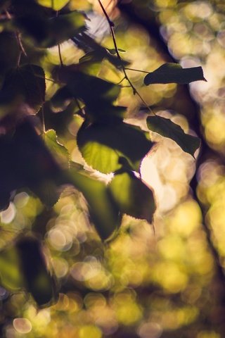 Обои дерево, листья, боке, tree, leaves, bokeh разрешение 2048x1365 Загрузить