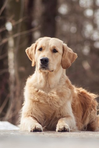 Обои собака, золотистый ретривер, cобака, dog, golden retriever разрешение 3872x2592 Загрузить