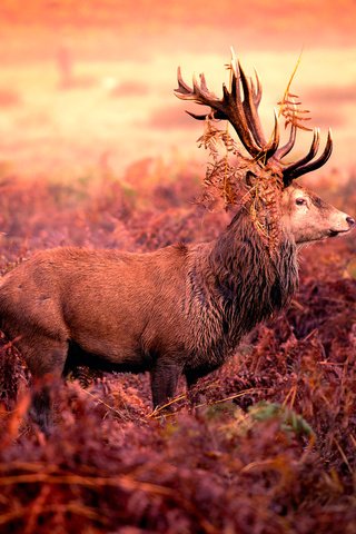 Обои олень, рога, red deer stag, deer, horns разрешение 2048x1273 Загрузить