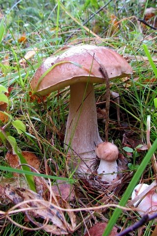 Обои трава, природа, листья, макро, осень, грибы, grass, nature, leaves, macro, autumn, mushrooms разрешение 3200x2125 Загрузить