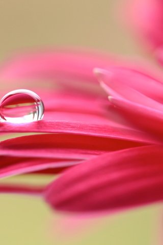 Обои макро, цветок, капля, лепестки, гербера, macro, flower, drop, petals, gerbera разрешение 5468x3287 Загрузить