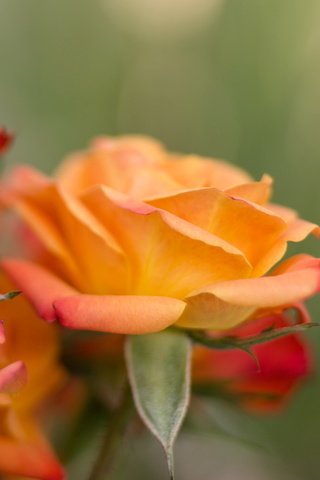 Обои цветы, фон, розы, flowers, background, roses разрешение 2048x1368 Загрузить
