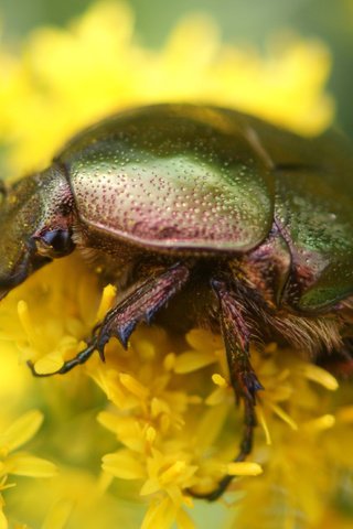 Обои цветы, жук, макро, насекомое, желтые, бронзовка золотистая, flowers, beetle, macro, insect, yellow, brantovka golden разрешение 4592x2583 Загрузить