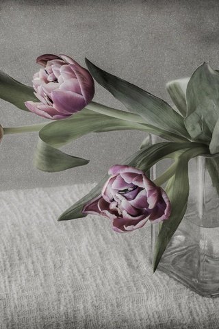 Обои цветы, фон, букет, тюльпаны, flowers, background, bouquet, tulips разрешение 2880x1908 Загрузить