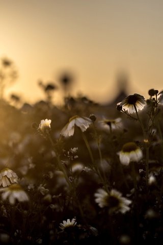 Обои свет, цветы, поле, луг, ромашки, light, flowers, field, meadow, chamomile разрешение 5472x3648 Загрузить