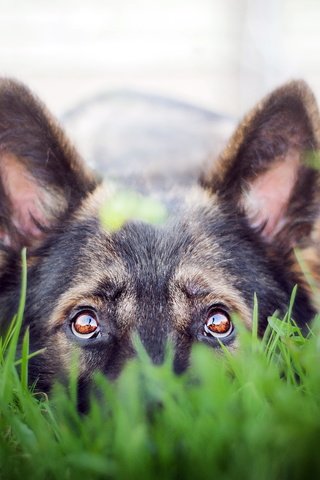 Обои трава, взгляд, собака, друг, немецкая овчарка, grass, look, dog, each, german shepherd разрешение 5159x3195 Загрузить