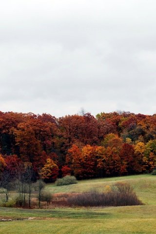 Обои деревья, лес, поле, осень, расцветка, опадают, осен, trees, forest, field, autumn, colors, fall разрешение 3867x2074 Загрузить