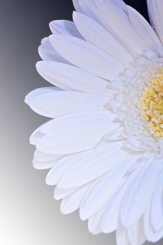 Обои цветок, лепестки, белый, гербера, flower, petals, white, gerbera разрешение 1920x1281 Загрузить