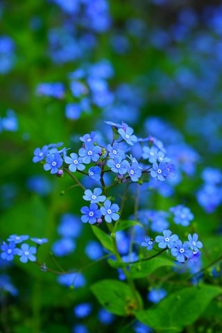 Обои цветы, листья, макро, лепестки, размытость, незабудки, синие, flowers, leaves, macro, petals, blur, forget-me-nots, blue разрешение 1920x1280 Загрузить